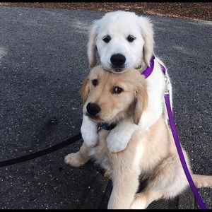 Meet your Posher, Billy